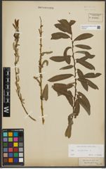 Foto von Salix purpurea L.